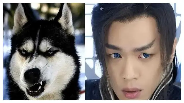 娱乐圈长得很像的明星_最迷人的猫系女神是谁_娱乐圈动物系明星排名