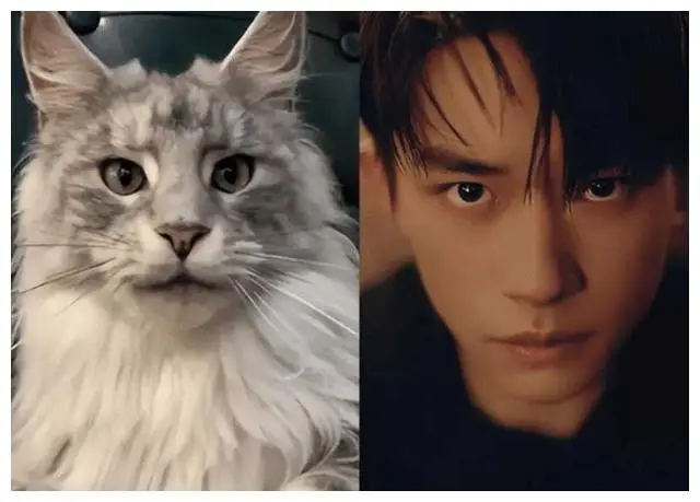 娱乐圈长得很像的明星_最迷人的猫系女神是谁_娱乐圈动物系明星排名