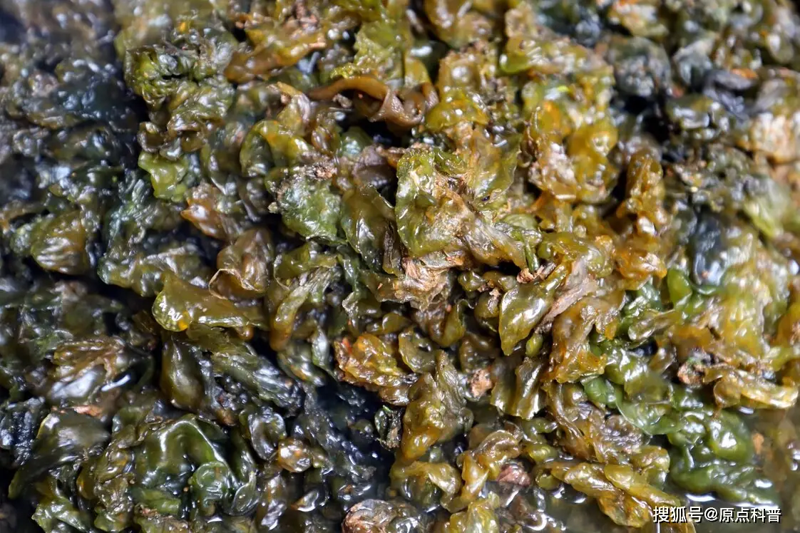 江苏黑暗料理排名_江苏特色黑暗料理盘点_黑暗料理排行榜前十名网红,